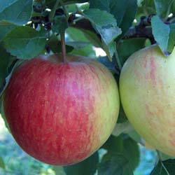 Malus pumila Corail Pinova